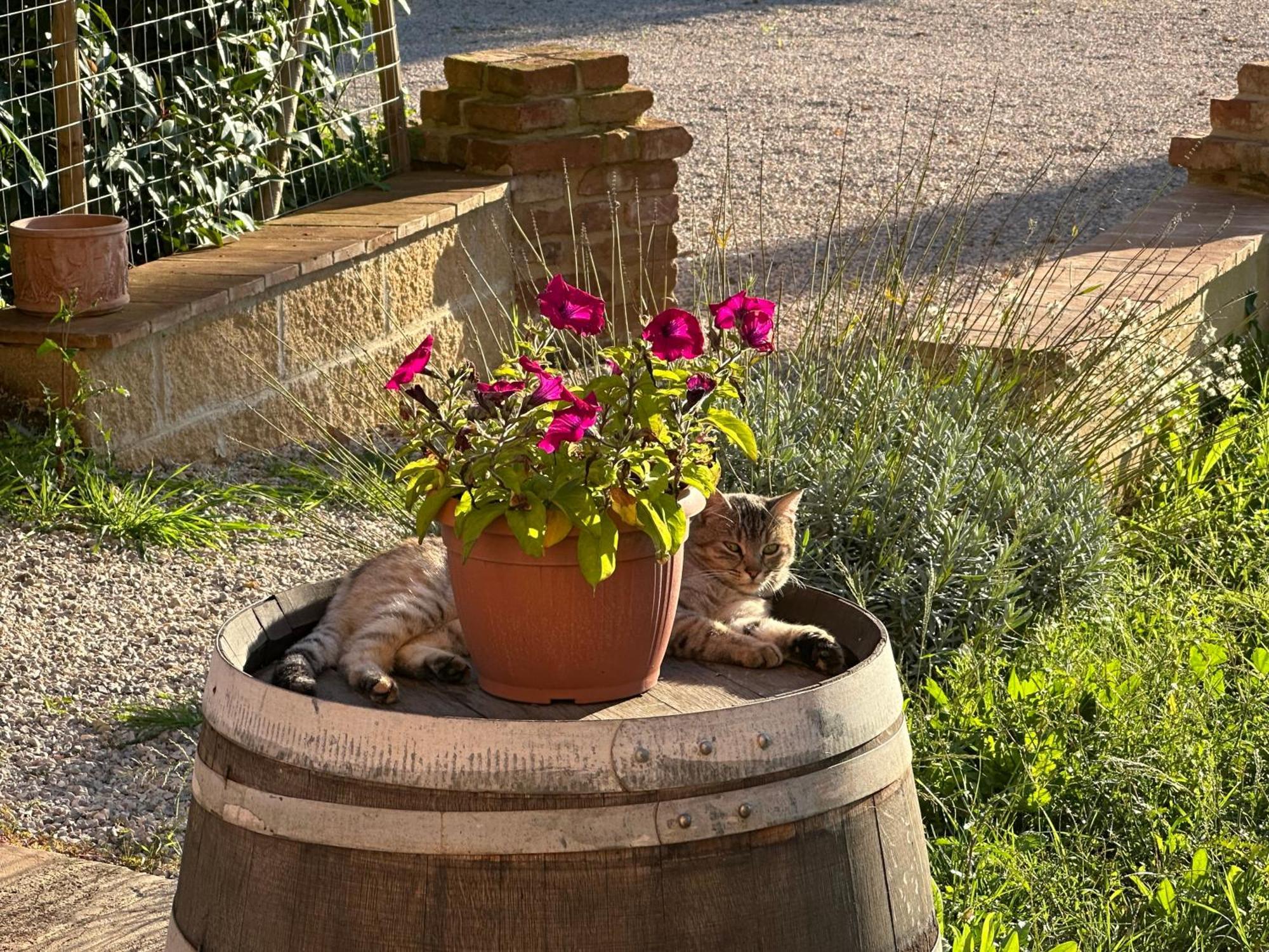 Appartamento Fornace Del Conte Abbadia di Montepulciano Esterno foto